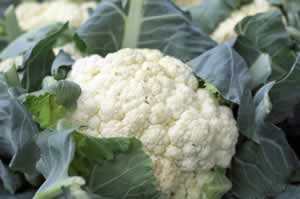 Cauliflower Puree